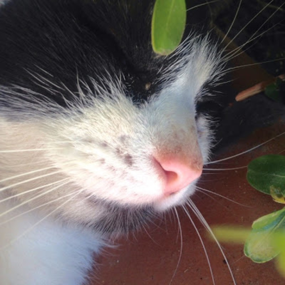 Meet your Posher, Ari